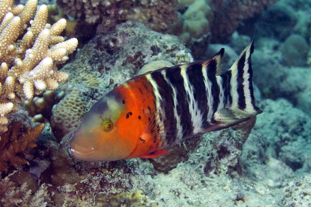 The red-breasted Maori-wrasse, Cheilinus fasciatus. Like the butterflyfishes and damselfishes, wrasses have evolved in the presence of coral reefs. The close relationship between corals and fishes has stimulated the speciation of reef fishes and provided them with a sanctuary in difficult times. ©  João Paulo Krajewski / ARC http://www.coralcoe.org.au/
